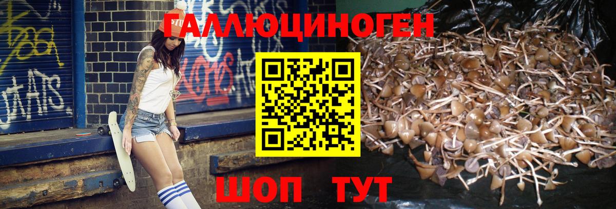 Борисоглебск  Псилоцибиновые грибы Cubensis  Вход с VPN 
